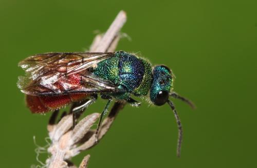 Chrysis clarinicollis